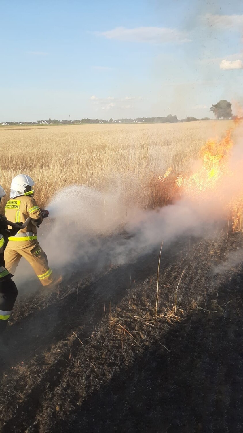 Pożar w Osińcu było widać z daleka. Paliło się pole!