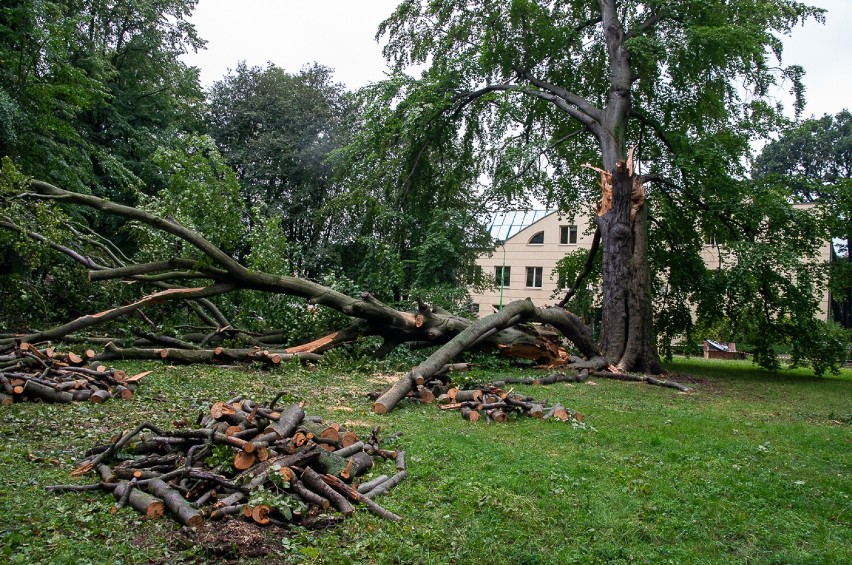 Zniszczony potężny buk w Parku Miejskim w Trzebnicy