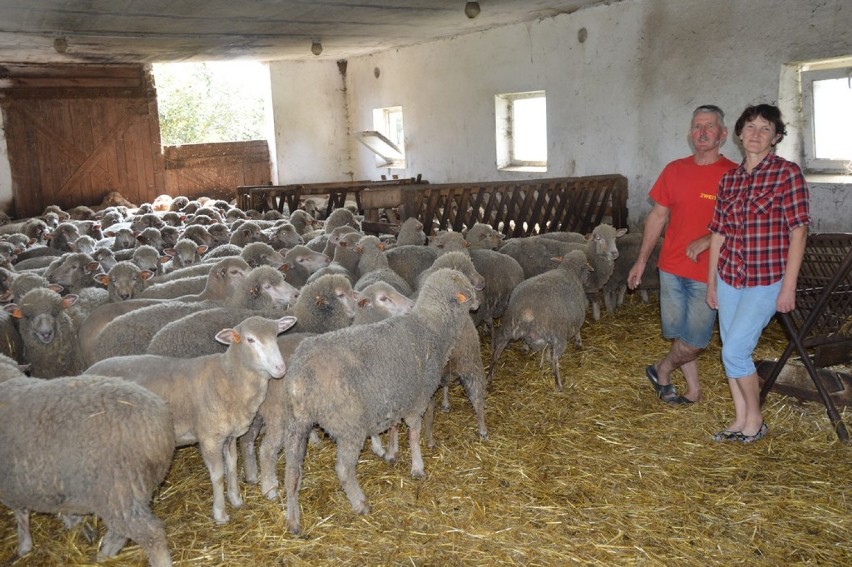 Stawiszyńscy przyznają, że owce jako zwierzęta hodowlane są...