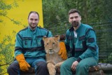 Lwiątka z poznańskiego zoo rosną jak na drożdżach! [ZDJĘCIA, WIDEO]