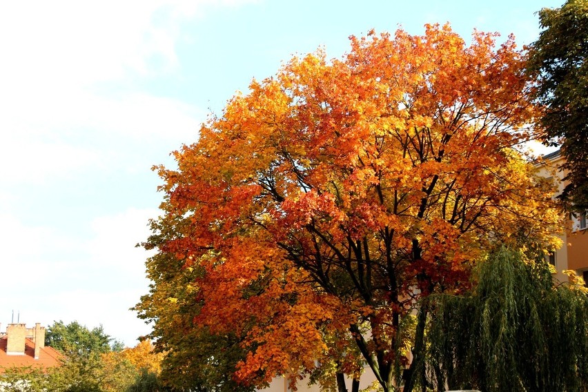 Zobaczcie, jak pięknie wygląda jesień w naszym mieście!...