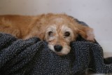 Potrzebne koce dla bezdomnych psów. Zbiórka Towarzystwa Opieki nad Zwierzętami w Opolu trwa
