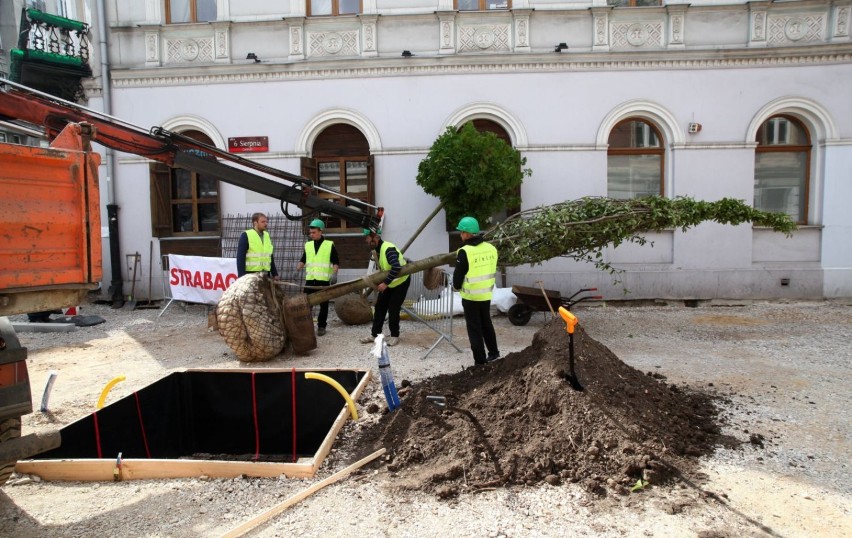 Od środy na ulicy 6 Sierpnia w Łodzi rośnie 5 drzew...