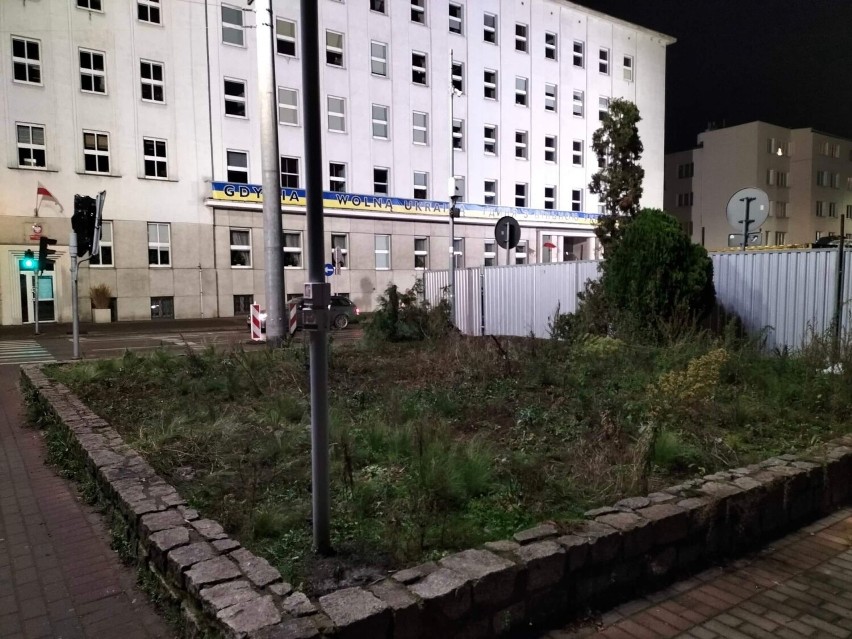 Gdynia. Zniknęła tuja, która stała przed Urzędem Miasta