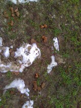 Nowy Sącz: na osiedlu Gołąbkowice psie kupy zastąpiły śnieg