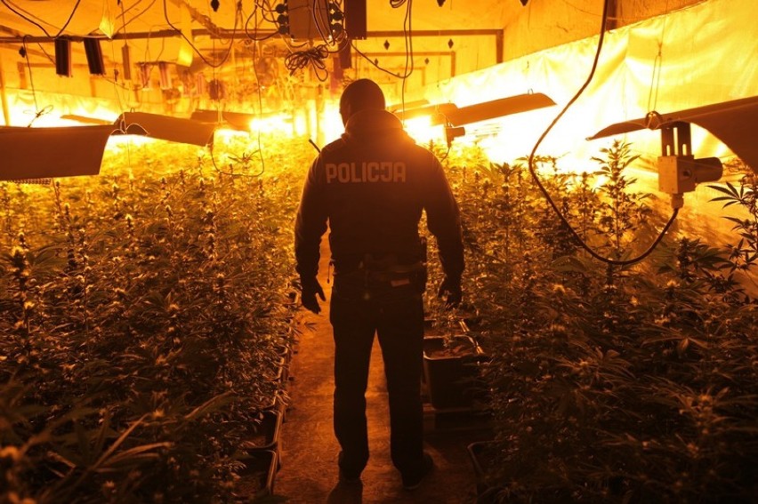 Policjanci zlikwidowali nielegalną produkcję marihuany na...