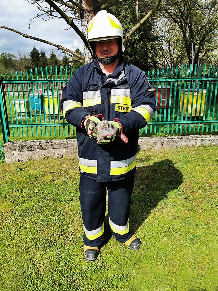 Dramatyczna akcja strażaków w Witowicach Dolnych. Uratowali trzy młode sowy