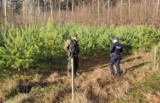 Wągrowiec. Złodzieje choinek, strzeżcie się! Policjanci i leśnicy patrolują lasy. Świąteczne drzewko tylko z legalnego źródła