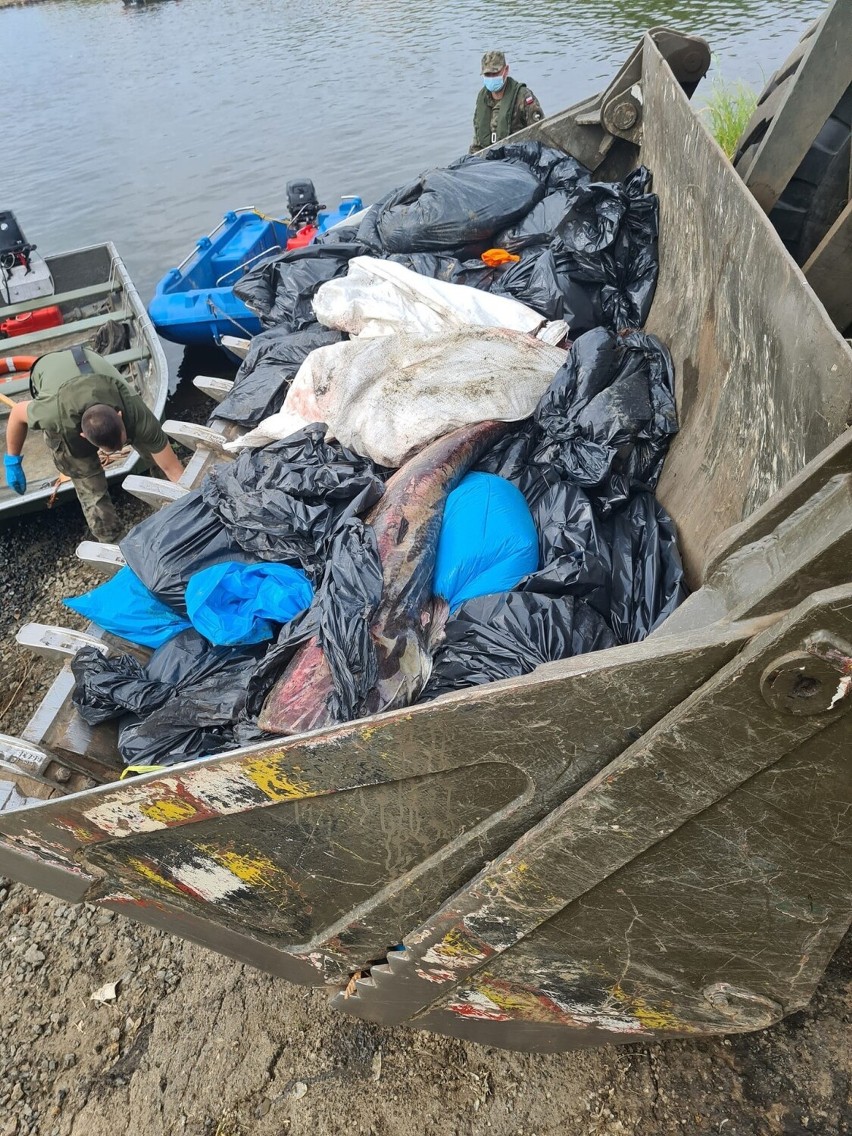 Ponad 15 ton śniętych ryb wyłowiono tylko na krośnieńskim...
