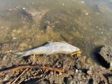 Najwięcej śniętych ryb wyłowiono z Odry koło Krosna Odrzańskiego. Już ponad 15 ton! 
