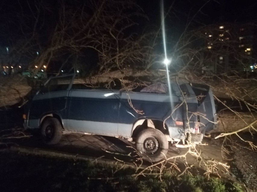 W Kołobrzegu przy ul. Zygmuntowskiej ogromne drzewo zmiażdżyło busa i uszkodziło drugie auto