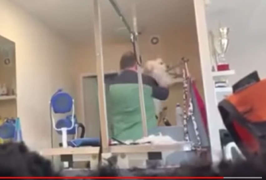 Szokujące nagrania z psiego salonu w Częstochowie. Tak postępuje znany psi fryzjer?