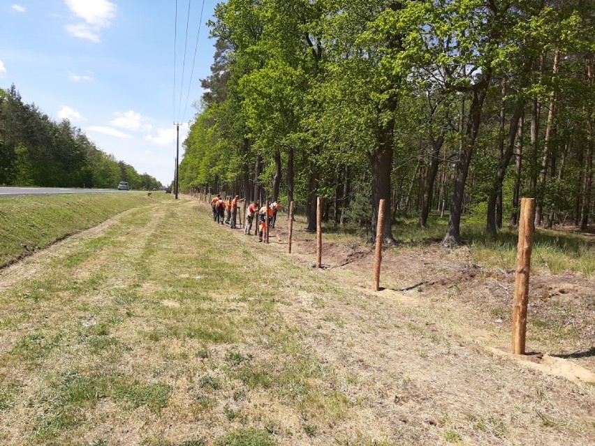 Głogów: GDDKiA grodzi siatką pobocze całego odcinka DK na Dolnym Śląsku