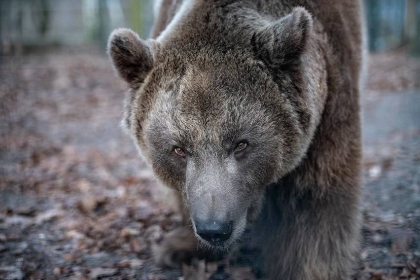 Najbardziej prawdopodobna data ponownego otwarcia zoo to...