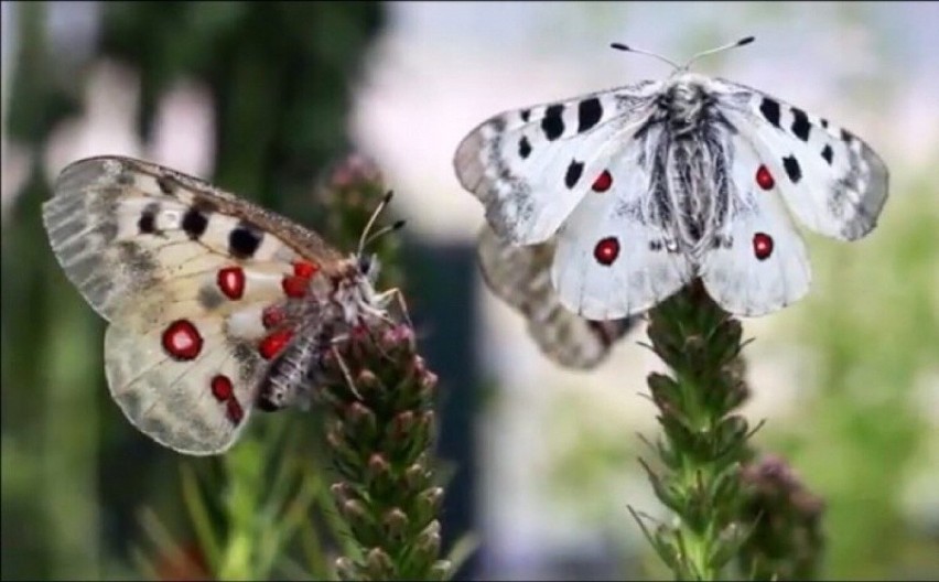 Dorosłe motyle pojawiają się latem, przeważnie w początkach...