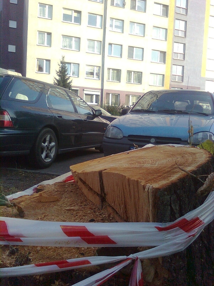 Wycinki drzew we Wrocławiu ciąg dalszy. "Czy za dużo mamy...