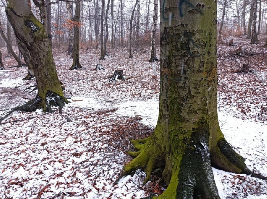 W Wałbrzychu grasują złodzieje drzew. Kradną je głównie w...