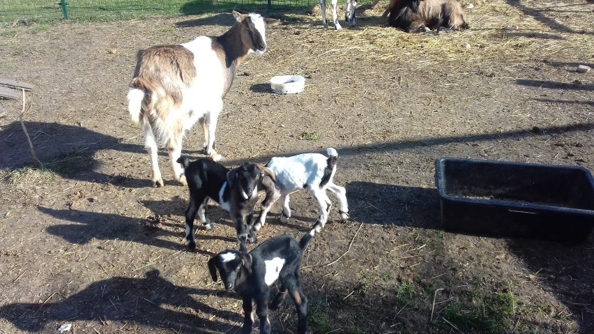 Zaczarnie. Niezwykłe narodziny w mini zoo. Na świat przyszły kozie trojaczki [ZDJĘCIA]