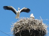 Fundacja Albatros - ptaki z Warmii są w dobrych rękach