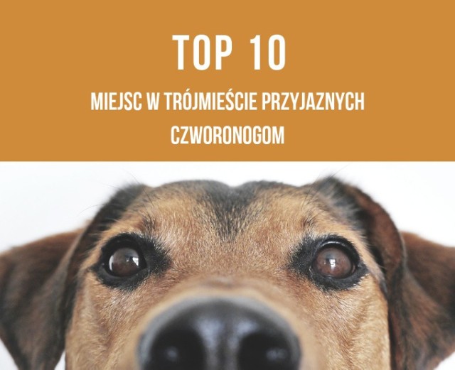 TOP 10 miejsc w Trójmieście przyjaznych czworonogom