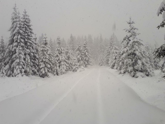 W Karkonoszach i Górach Izerskich pada śnieg. Na szczytach przybyło 30 cm śniegu, zaś na Polanie Jakuszyckiej 65 cm.