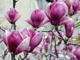 Pasieka pełna magnolii
