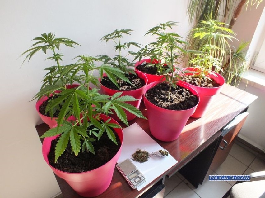 Policjanci znaleźli w mieszkaniu plantację marihuany