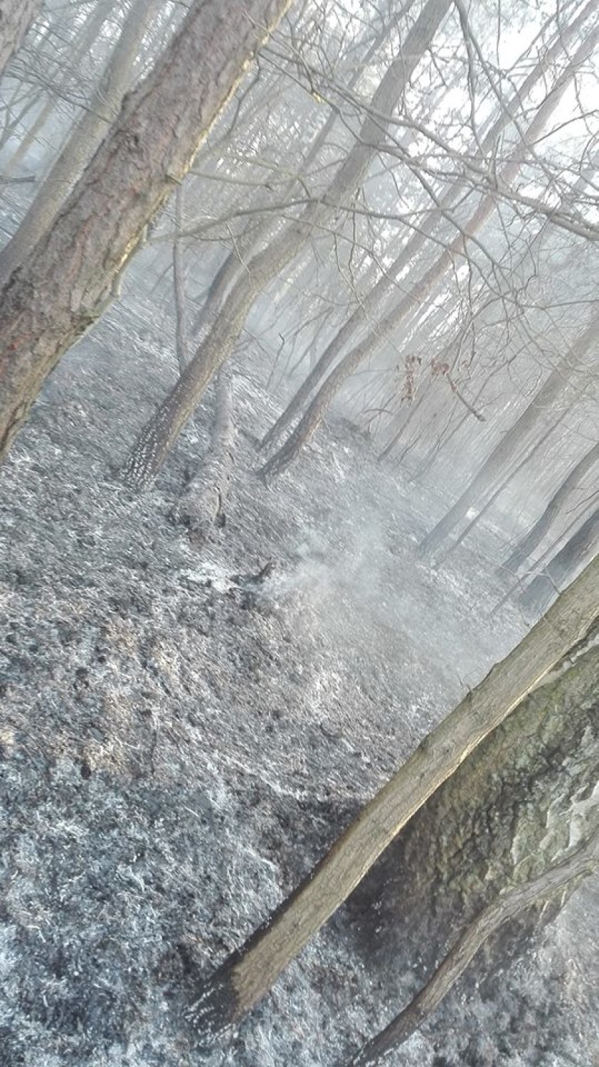Powiat radomszczański: Strażacy gasili 8 pożarów. Płonął las i suche trawy [ZDJĘCIA]