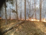 Powiat radomszczański: Strażacy gasili 8 pożarów. Płonął las i suche trawy [ZDJĘCIA]