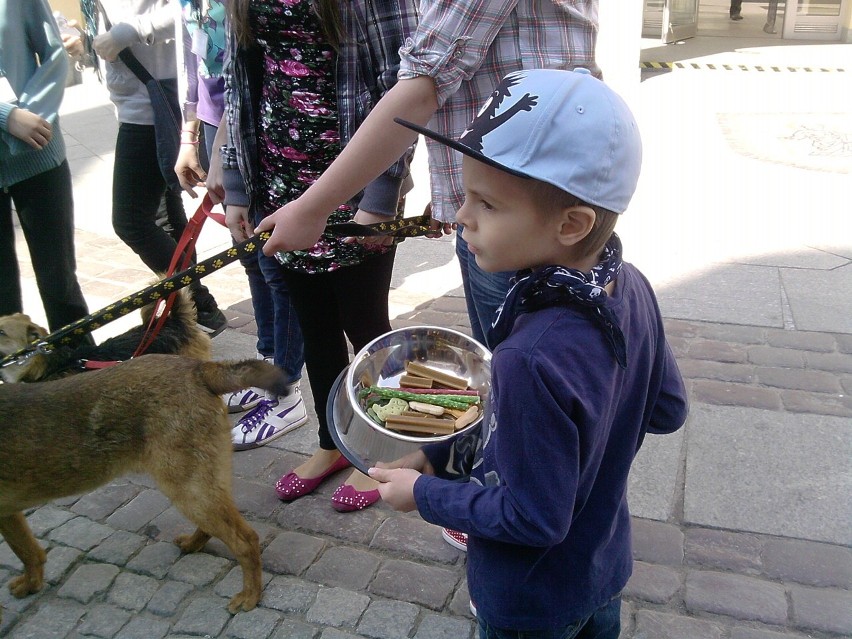 Kwesta na Starówce dla olsztyńskich zwierzaków
