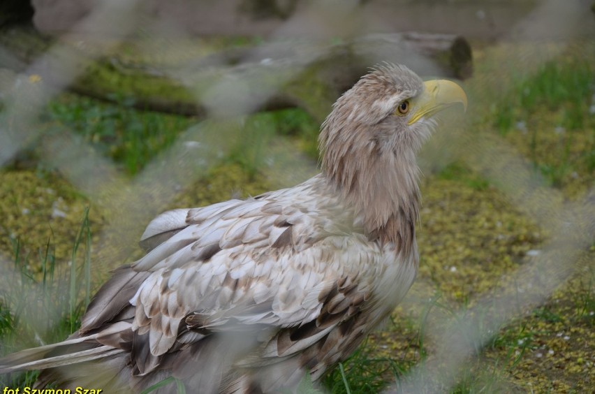 ZOO Myślęcinek