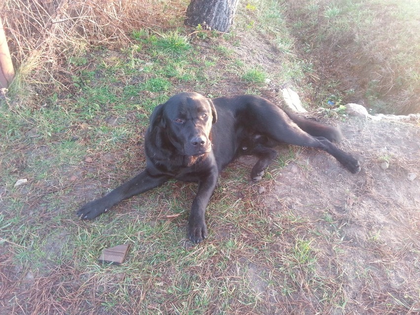Czarny pies w typie labradora czeka na właściciela