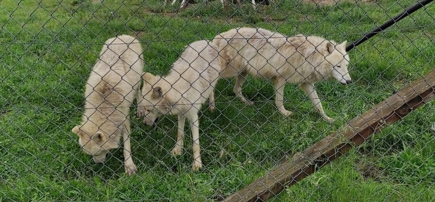 Nowinka w Zoo Borysew koło Poddębic. Dotarły tu dwie... białe wilczyce. Dotrzymają towarzystwa samcowi wilka polarnego Willy'emu ZDJĘCIA