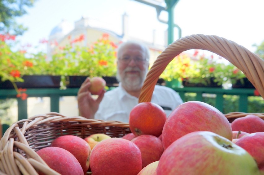 Wrocławskie zoo jest pierwszym konsumentem jabłek we...