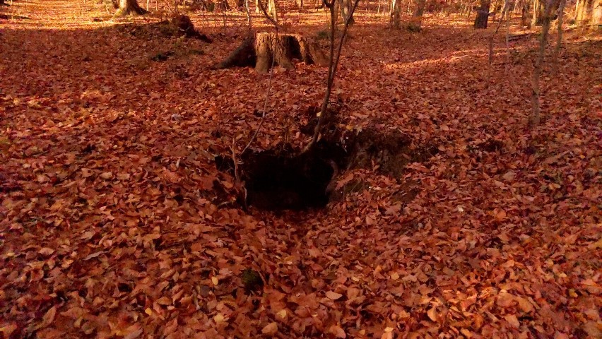 Tajemniczy grobowiec i mroczny cmentarz górników w Kunicach jest ukryty głęboko w Zielonym Lesie