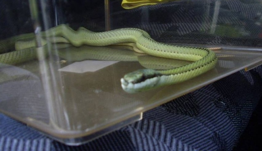 Jadowitego węża znaleziono na Naramowicach