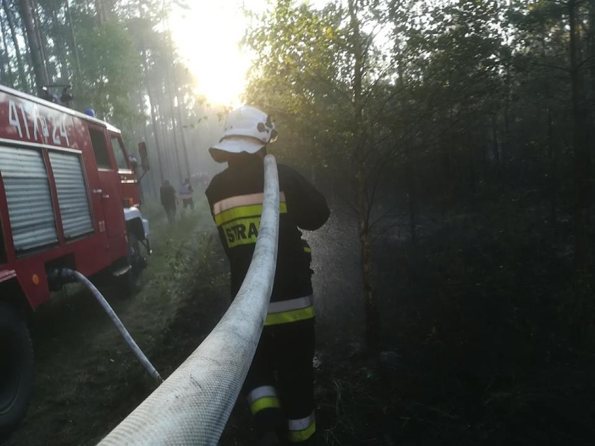 Pożar lasu w Radosiewie