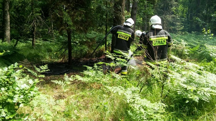 Strażacy ugasili pożar trawy wokół drzewa w lesie w Górkach...