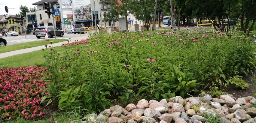 Pruszcz Gdański. Kwiatowy skwer w centrum miasta przyciąga motyle i inne owady. Zobaczcie ZDJĘCIA