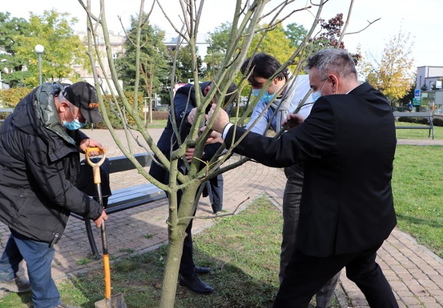 Skwer Gustawa Arnolda Fibigera w Kaliszu z nowymi drzewami. W innych miejscach miasta także przybyło nasadzeń