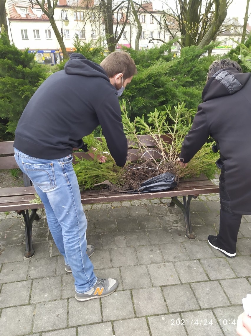 W Parku Miejskim w Pińczowie rozdawali drzewka. To akcji promocyjna z okazji Dnia Ziemi (ZDJĘCIA)