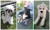  Światowy Dzień Psa - 1 lipca 2022. Zdjęcia psów naszych czytelników