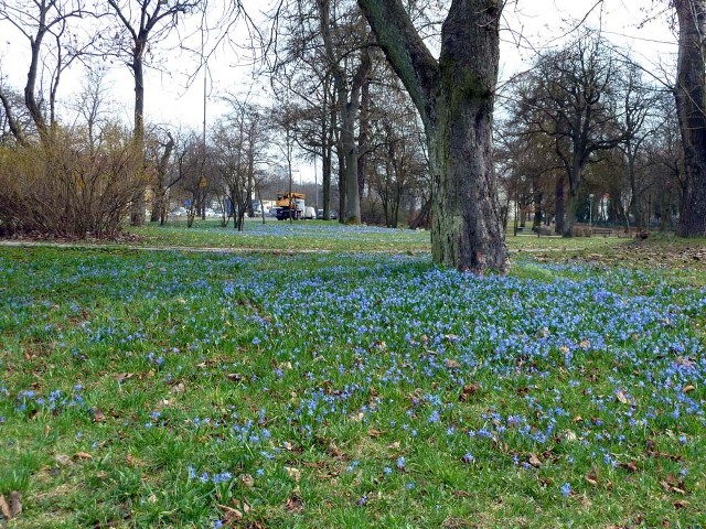 Niebieski trawnik przy Wojska Polskiego