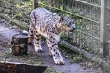 Bydgoski ogród zoologiczny ma nowe, wyjątkowe zwierzę. To pantera śnieżna