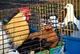 Bardzo duży handel na targowisku w Sławnie ptactwem i zwierzętami ZDJĘCIA