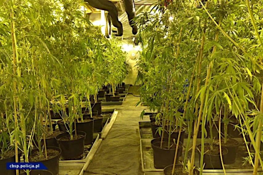Wielka plantacja marihuany. W sprawie zatrzymany 39- latek [FILM/ZDJĘCIA]