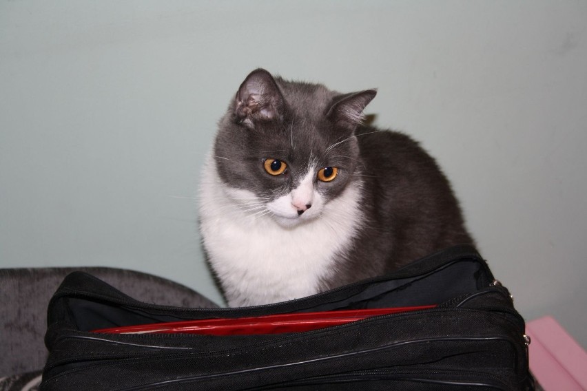 Tito, kot brytyjski niebiesko - biały krótkowłosy. Obecnie...