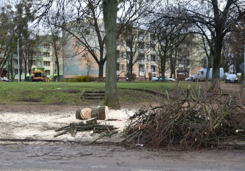 Robotnicy prowadzą wycinkę drzew w rejonie ulic Bema,...
