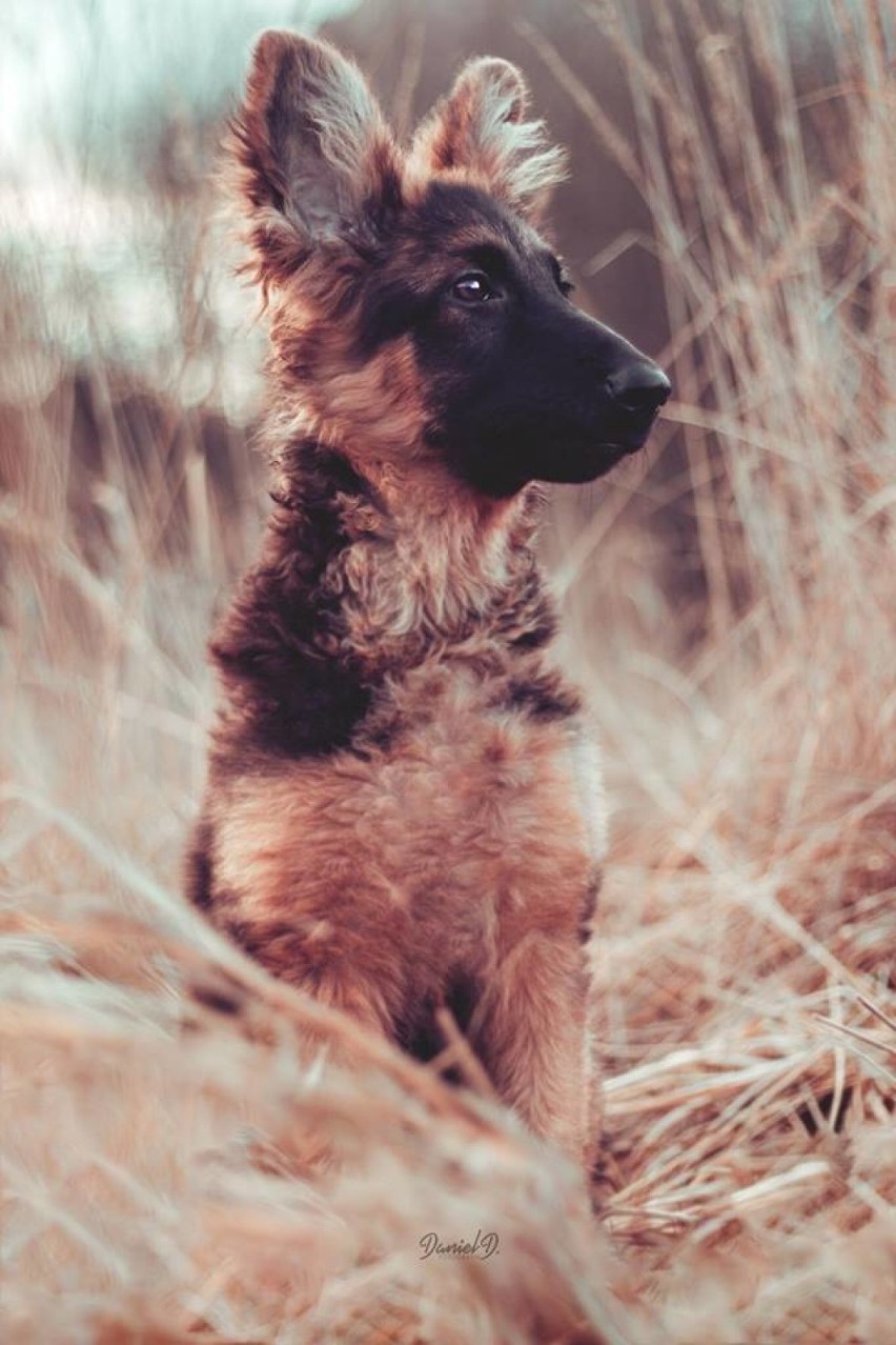 Fotograf z Chorzowa robi zdjęcia psiakom ze schroniska i zachęca do adopcji [ZDJĘCIA]