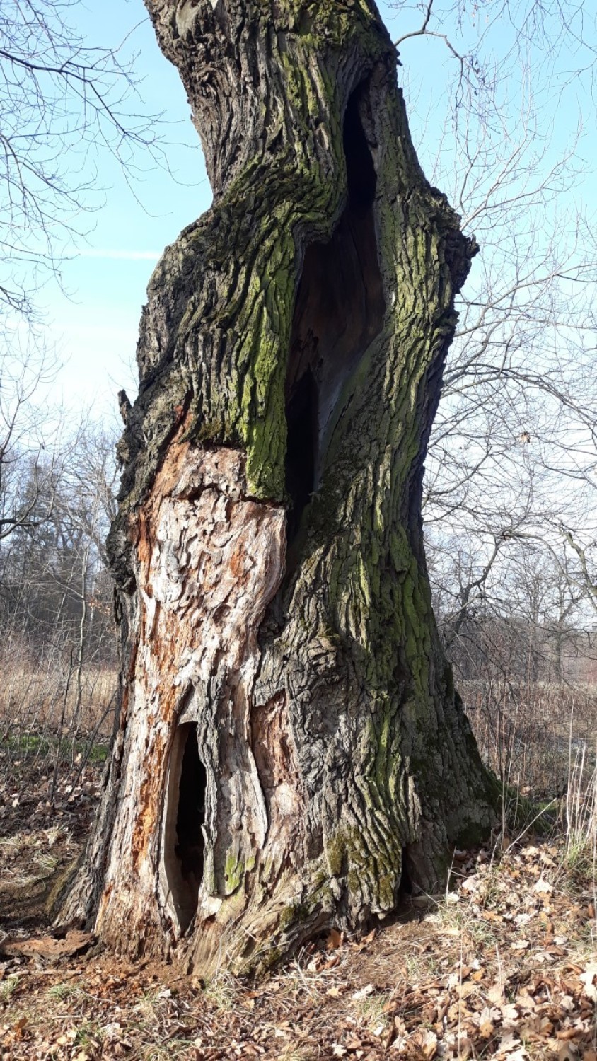 Dąb, który był pomnikiem przyrody zostanie wycięty